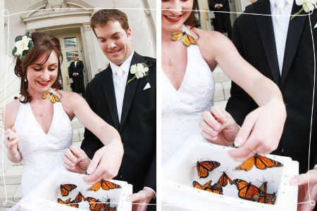 butterflies at wedding